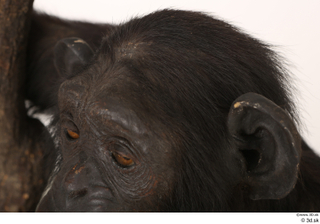 Chimpanzee Bonobo ear head 0001.jpg